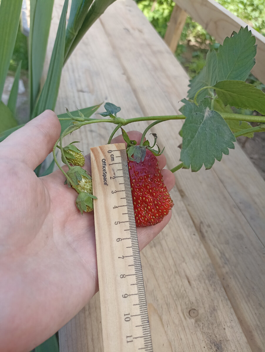 Продают кустики с ягодками