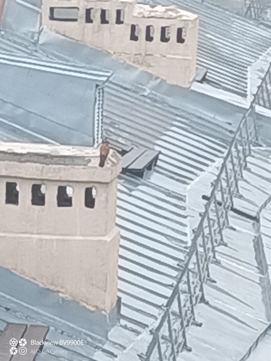 Сокол на трубе