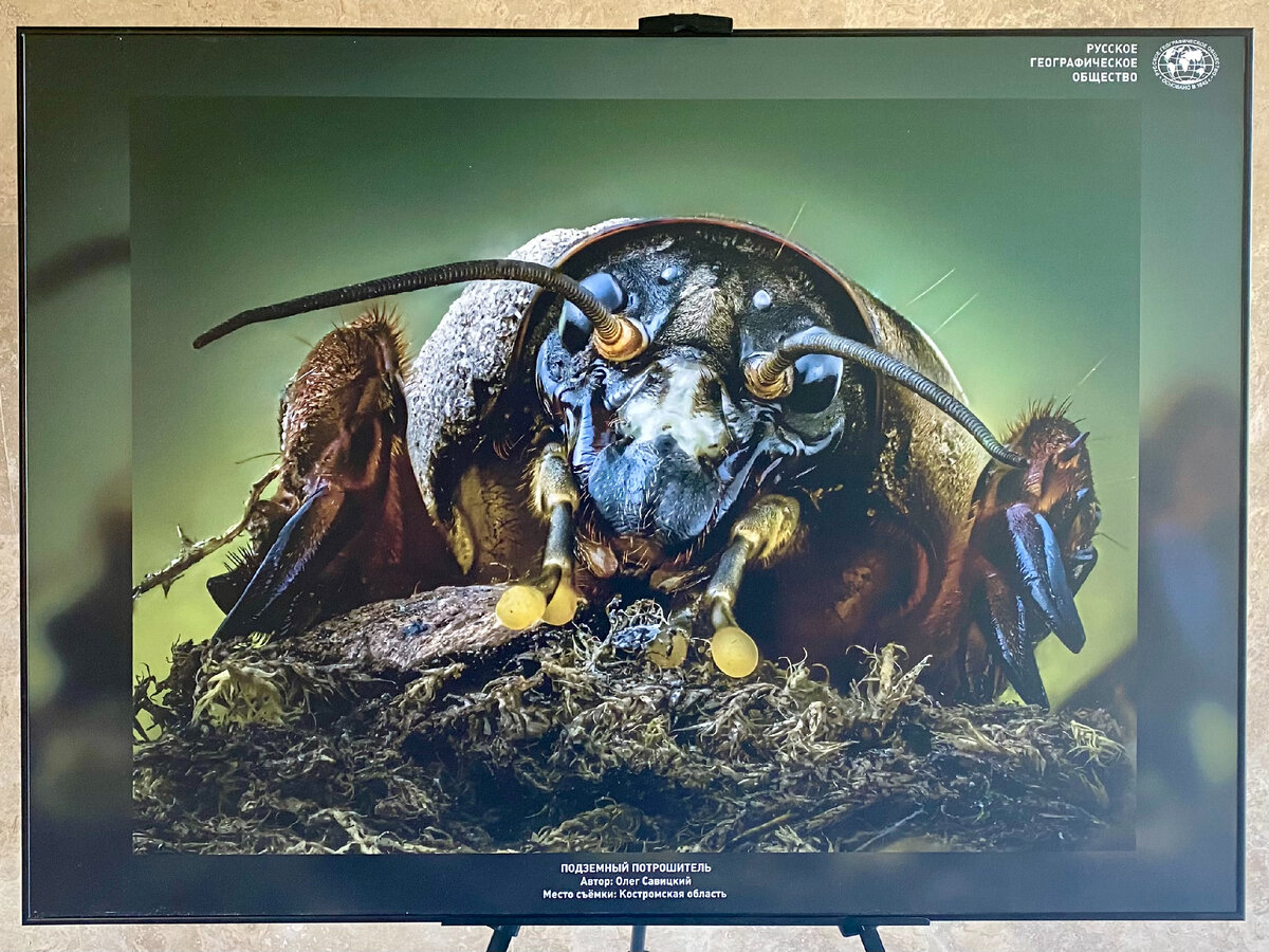 Подземный потрошитель
Автор: Олег Савицкий
Место съёмки: Костромская область