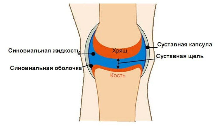 Может ли сустав