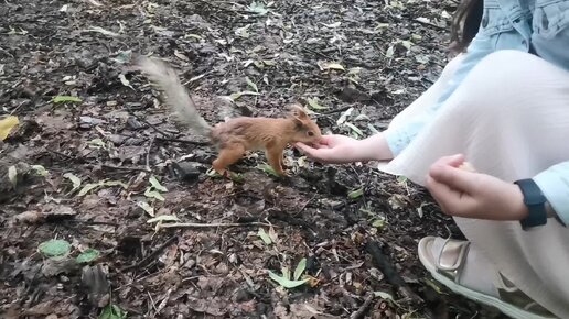 Белки такие ручные, но и слегка наглые, мало им с рук, так сами лезут в пакет с орехами😂