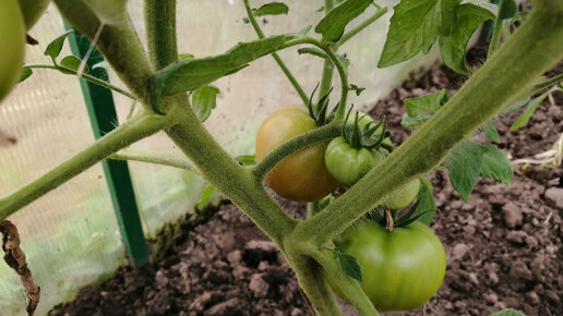 В июне начали краснеть томаты