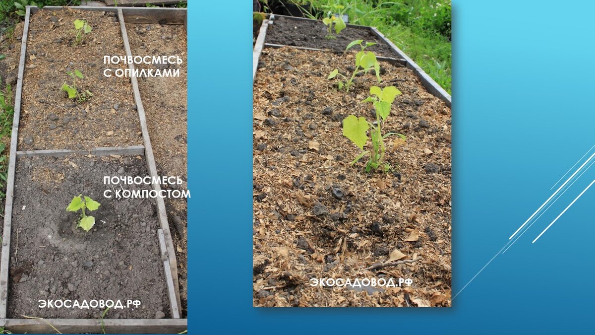 В почвосемь с компостом высадили один огурец, в почвосмесь с опилками два огурца