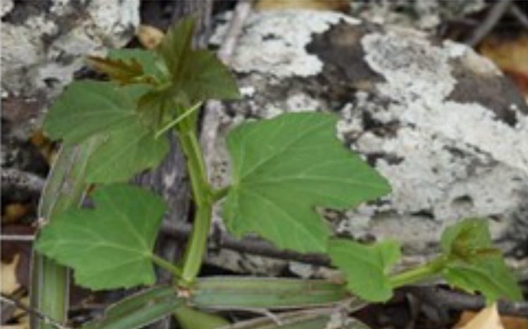    Популярный комнатный суккулент дает подсказку к созданию сельхозкультур для пустынного и засушливого земледелия