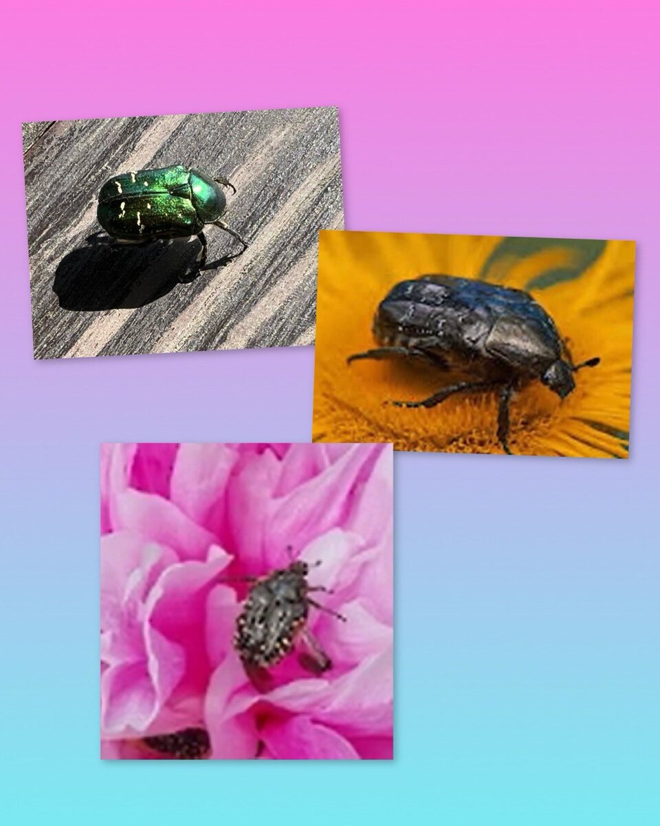 Зеленая - золотистая, с точками - печальная, третья - мраморная