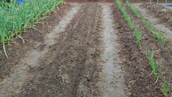 Подставили по полной. Сею морковь заново. 08.06.24