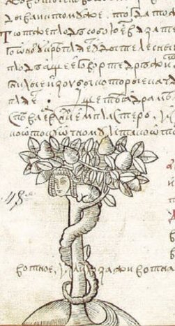    Глава 48. Арбор парадизи (Райское дерево).