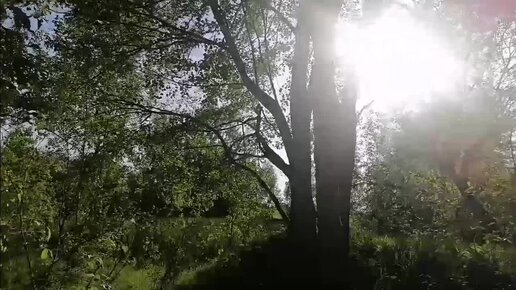 Пруд Сухарева. Древнеславянское капище🌳линия дубов. Дубрава.