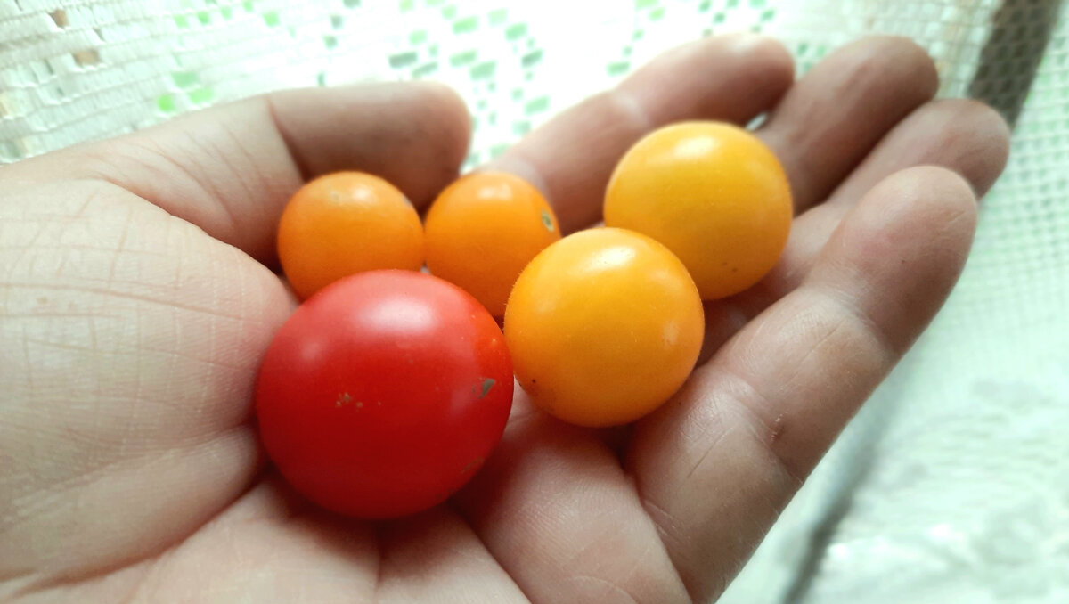 Минибелл (красный) и Оранжевая шапочка. Мал золотник да дорог?