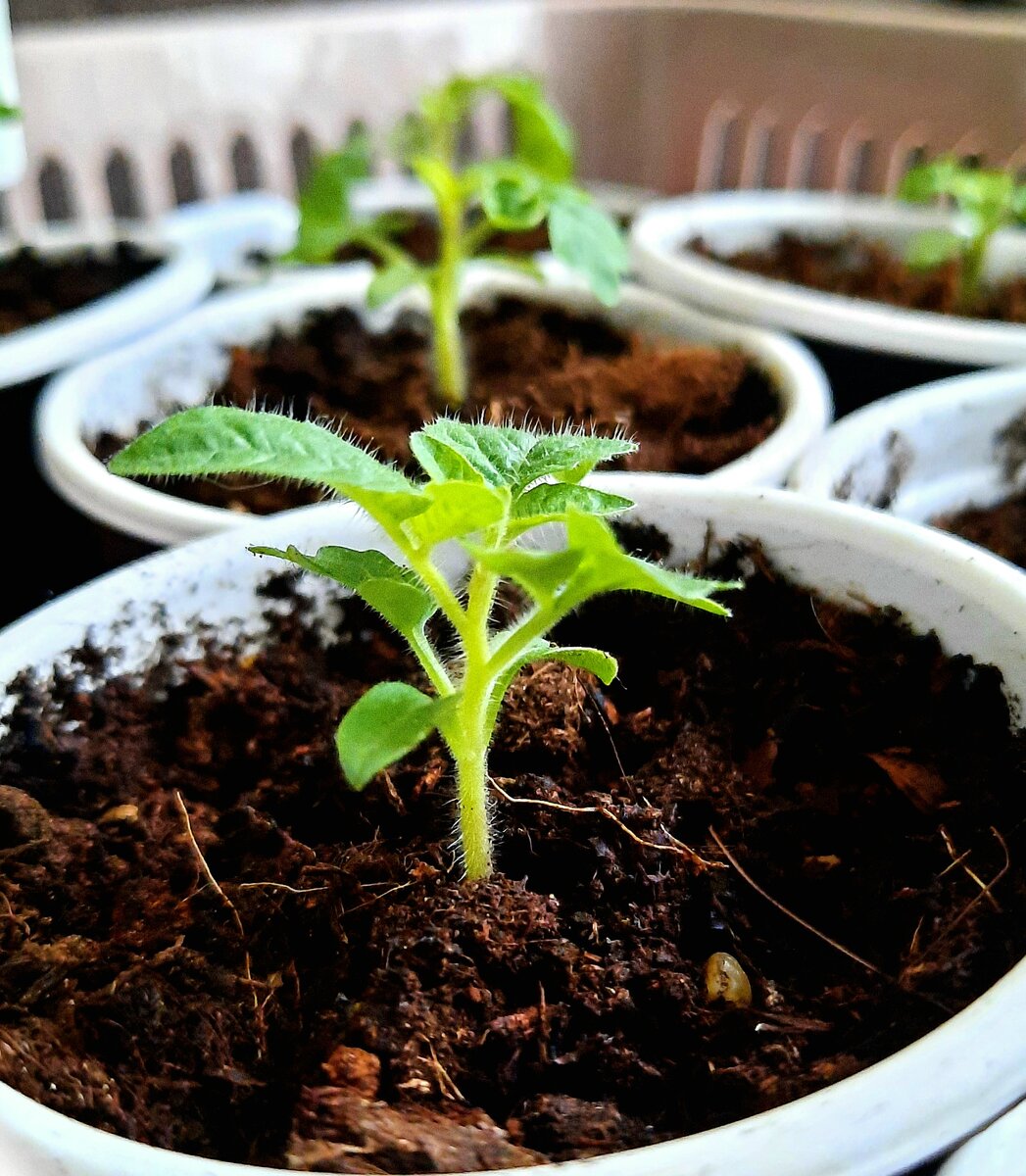 Мои красавцы.