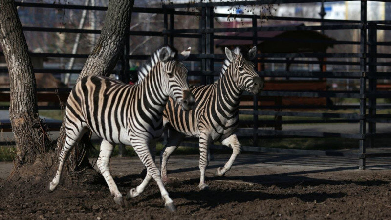     Зебры в зоопарке Барнаула. vk.com/zoo_22