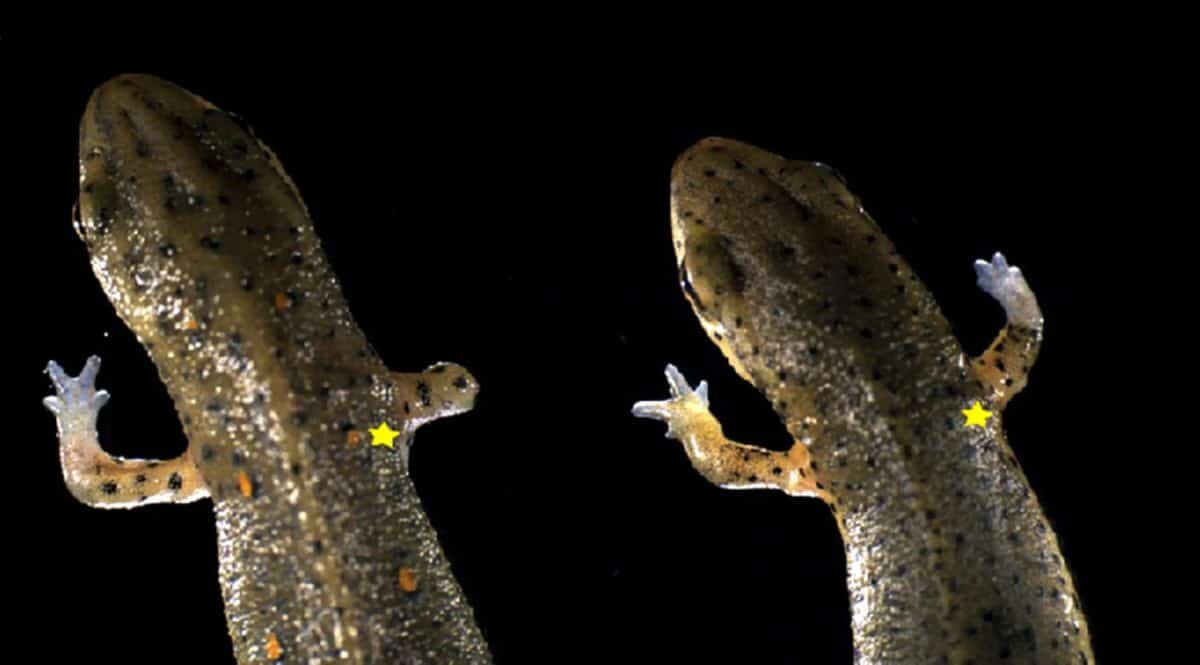    Регенерация конечности у амфибий / © A. Koomar et al., 2007, Science