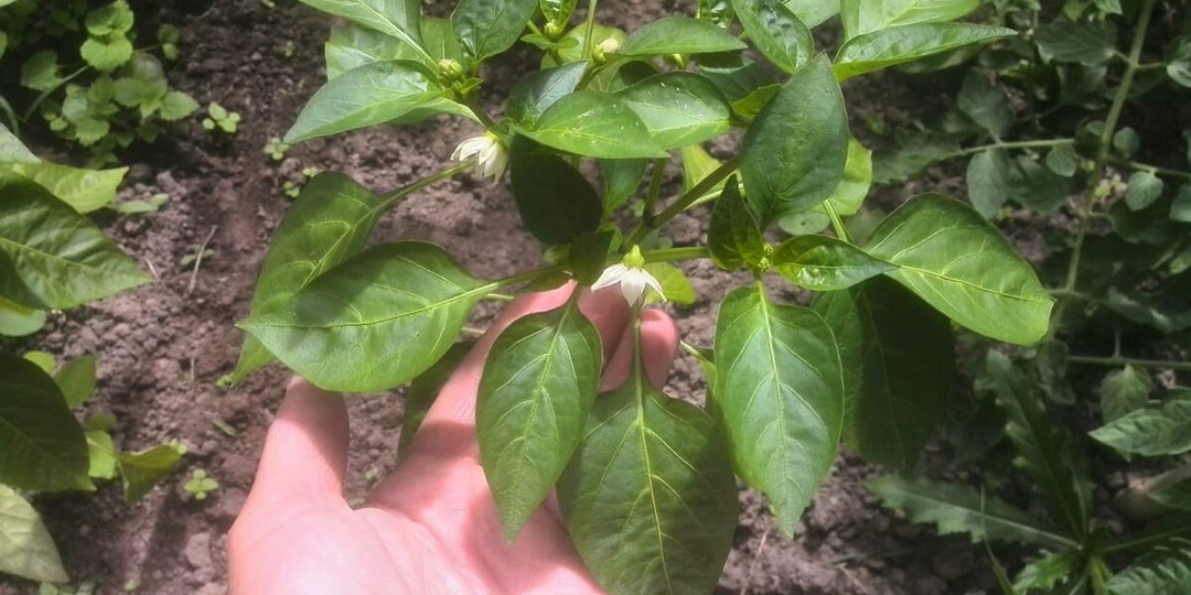 Обязательная подкормка перца во время цветения