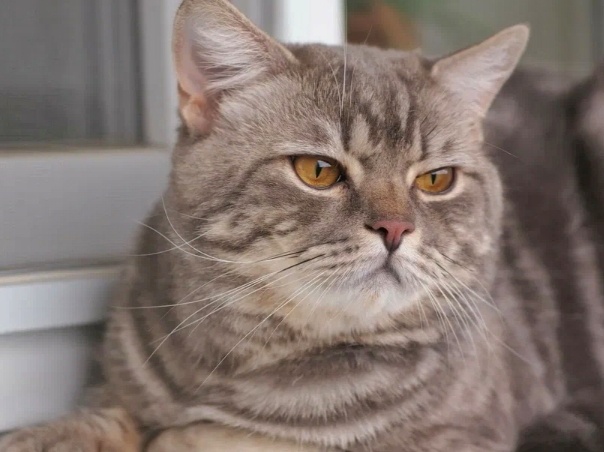 В роду были скунсы? Кошка от испуга стала плохо пахнуть, это нормально?