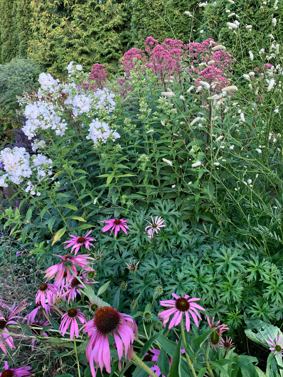 Внизу на фото Echinacea purpurea - самая стойкая из эхинацей