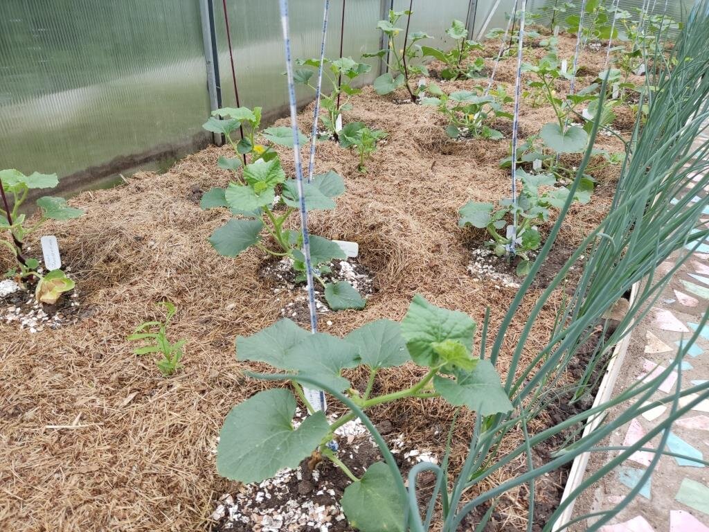 Дыни подвязала, обрезала. Лук остается только регулярно поливать. Он прёт как слон.