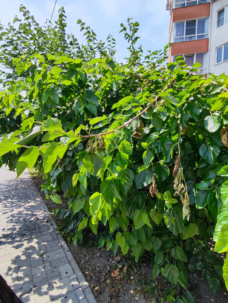 Шелковица растёт вдоль заборов