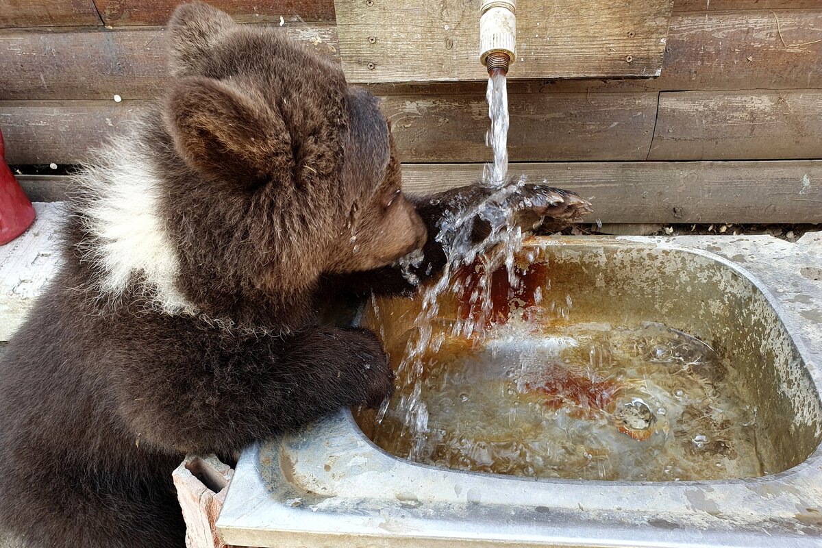  📷 📷 📷 📷 📷 📷   В Мариупольском зоопарке появился звериный детский сад