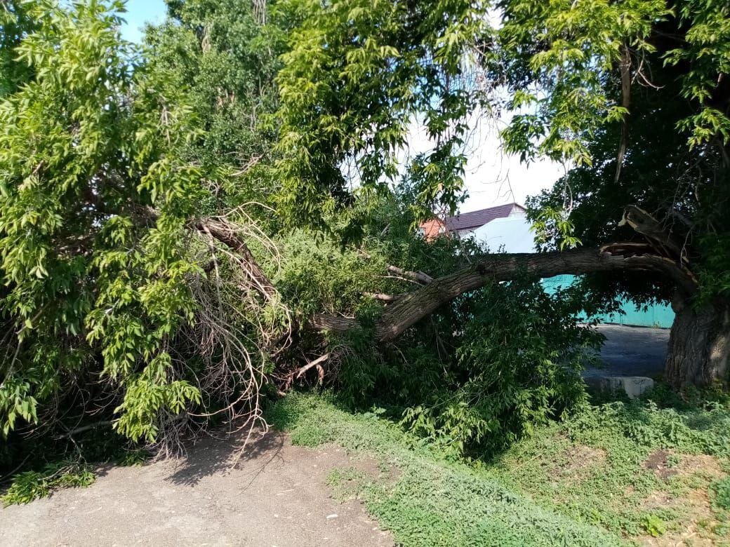  📷    Сломанные и поваленные деревья. В Оренбурге устраняют последствия стихии Марина Шарт