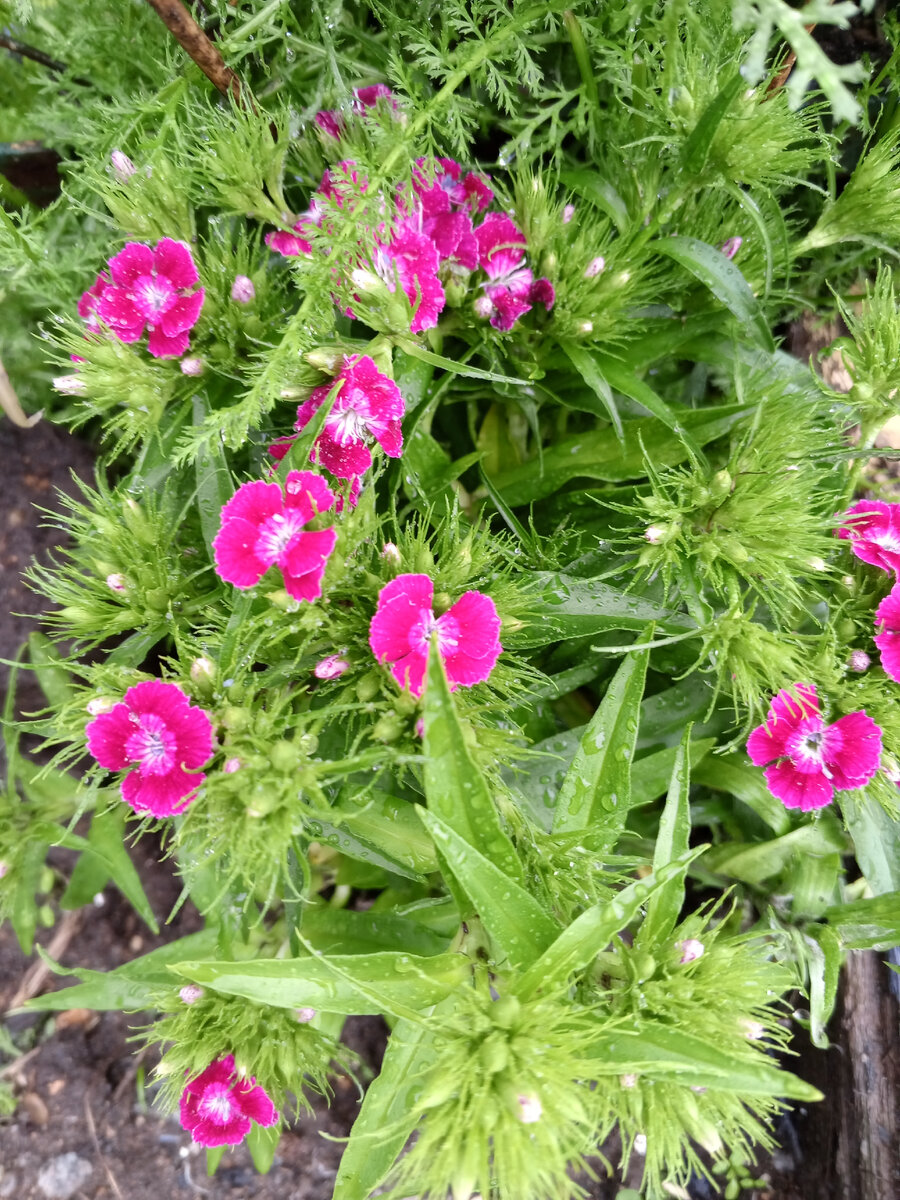 Моя соседская ,выпрошенная гвоздика. На упаковке была фиолетовая. Так и называлась" фиолетовая гора"