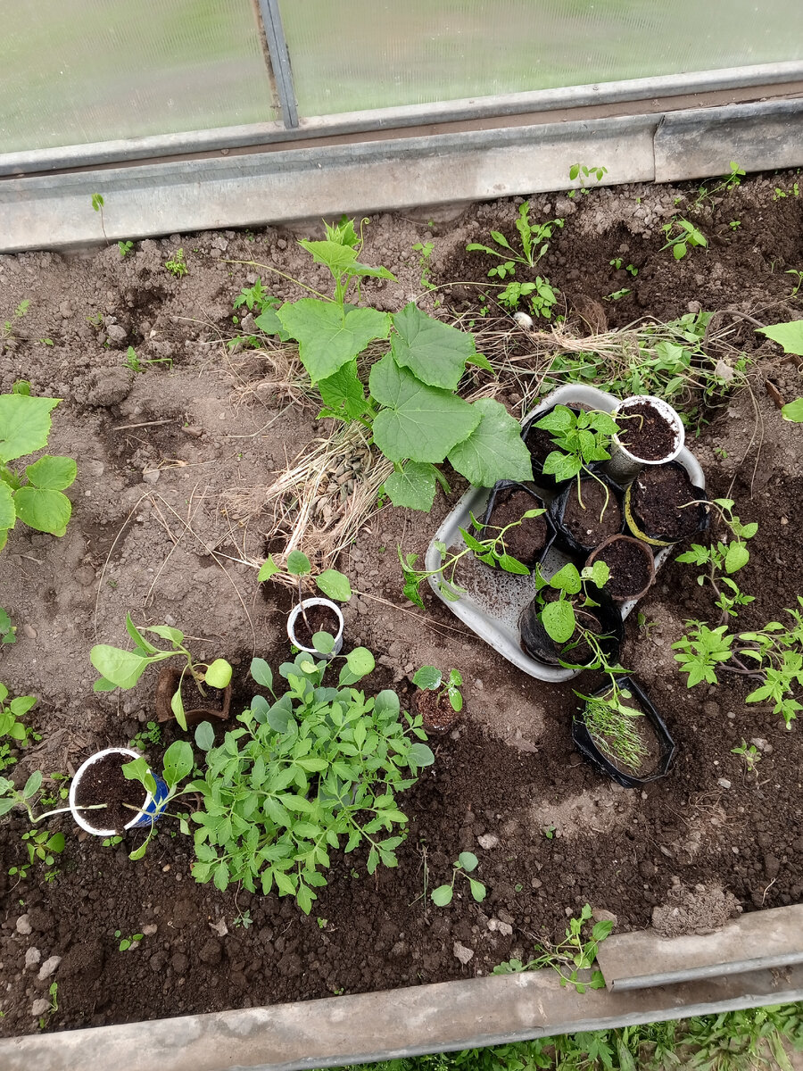 Выкопала с теплицы почти последнюю капусту, какая- то синяя еще там. Торчит из- за помидоров. Вся мелкая рассада остается пока тут.