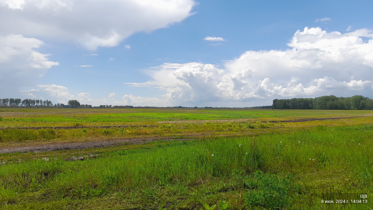 через дорогу загербициденное поле