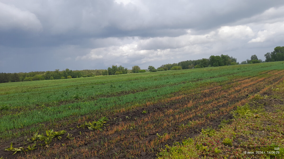 а это наш загербециденный овес... 