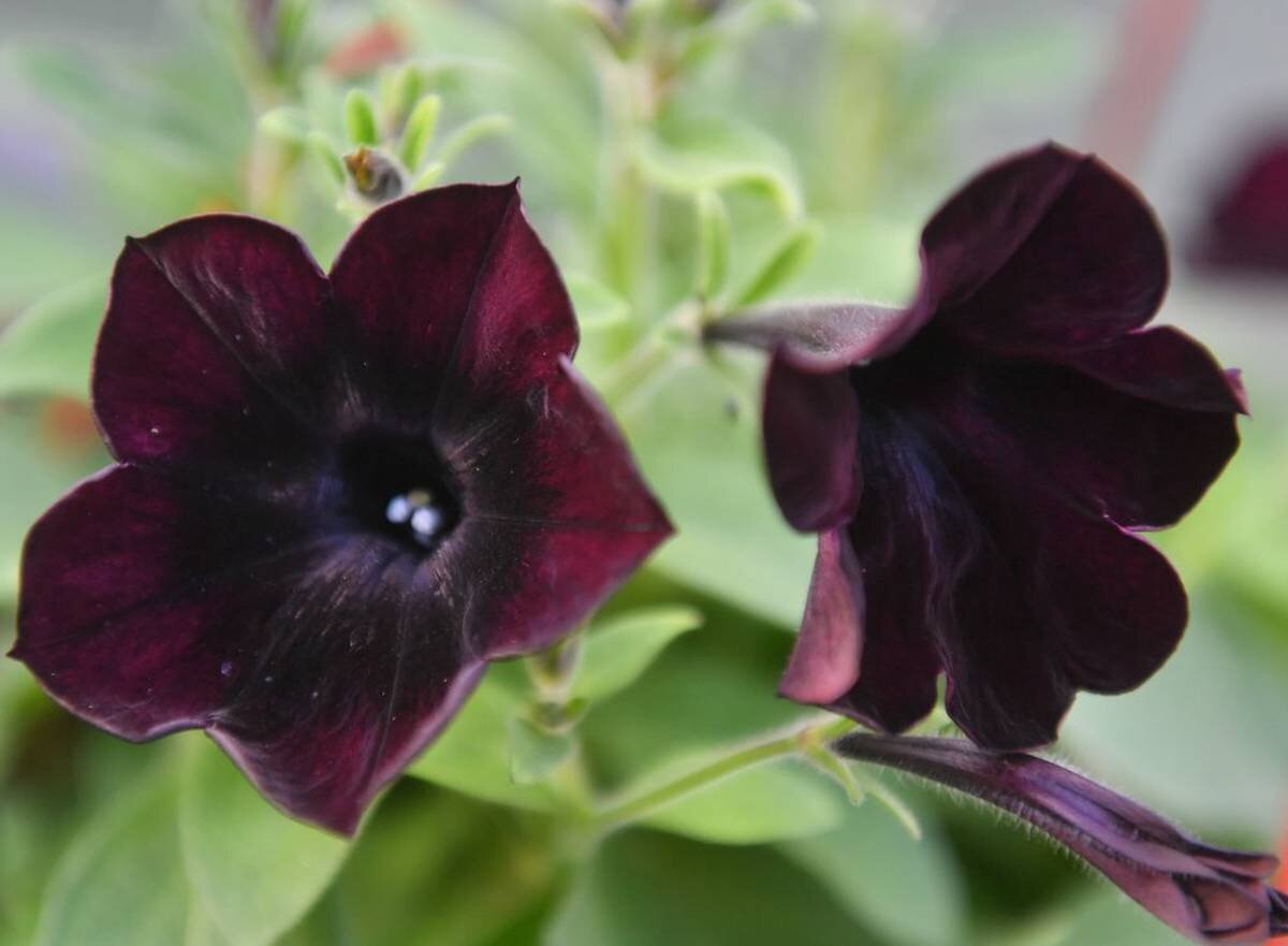    Фото: Сергей Киселев/АГН «Москва»