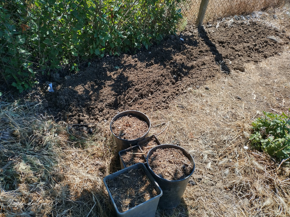 Грядка и горшки от роз