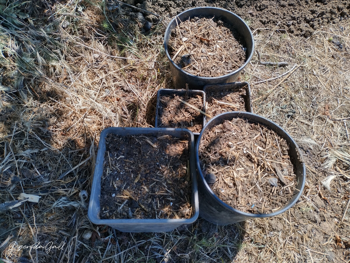 А в горшки тоже бахчевые засунула ))