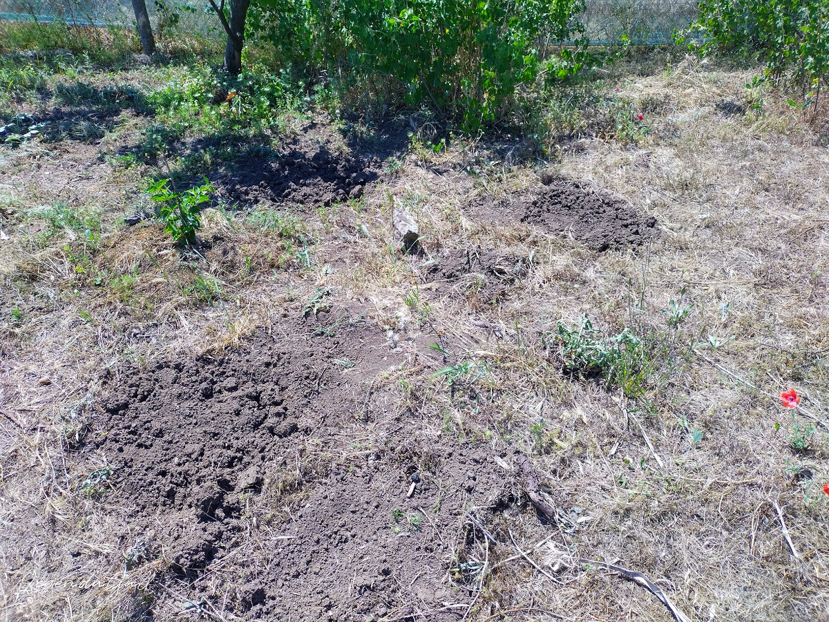 Тут три луночки, в каждую по десятку запихнула семян. Что взойдет, то и хорошо.