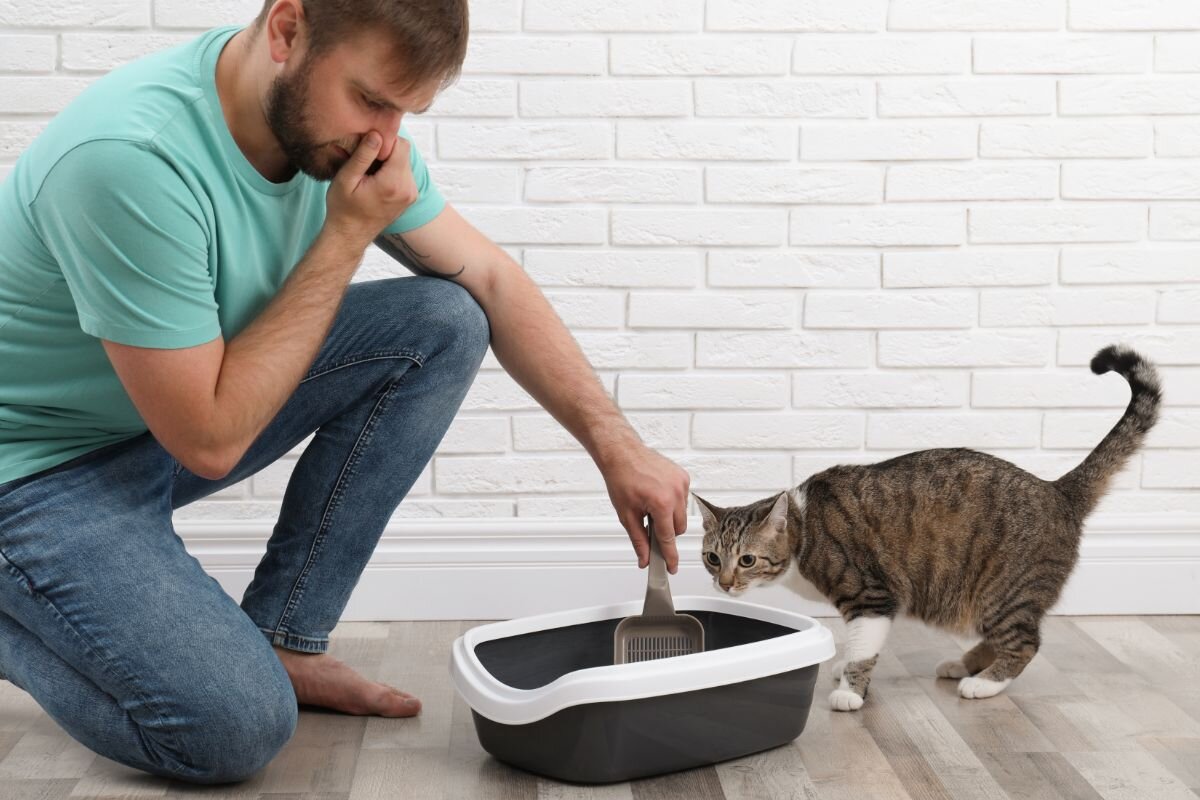 Неприятный запах из кошачьего лотка 