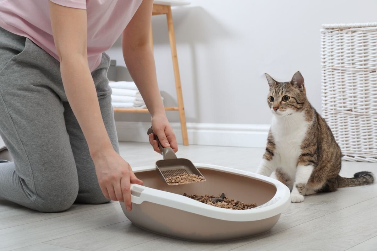 Женщина чистит лоток 