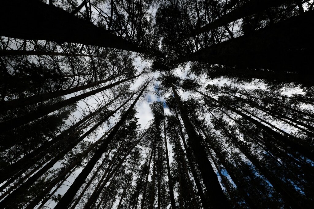 Фото: Ростислав Нетисов, nsknews.info