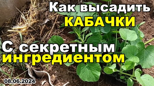 Как и КОГДА высадить КАБАЧКИ с СЕКРЕТНЫМ ингредиентом. Высаживаем Грибовские кабачки 08.06.2024