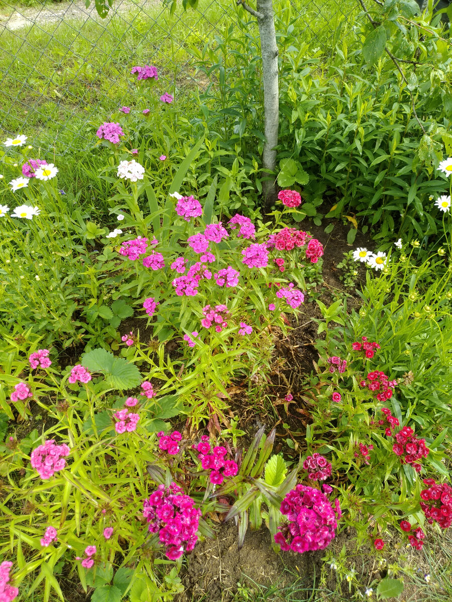 Уголок нашего дачного участка