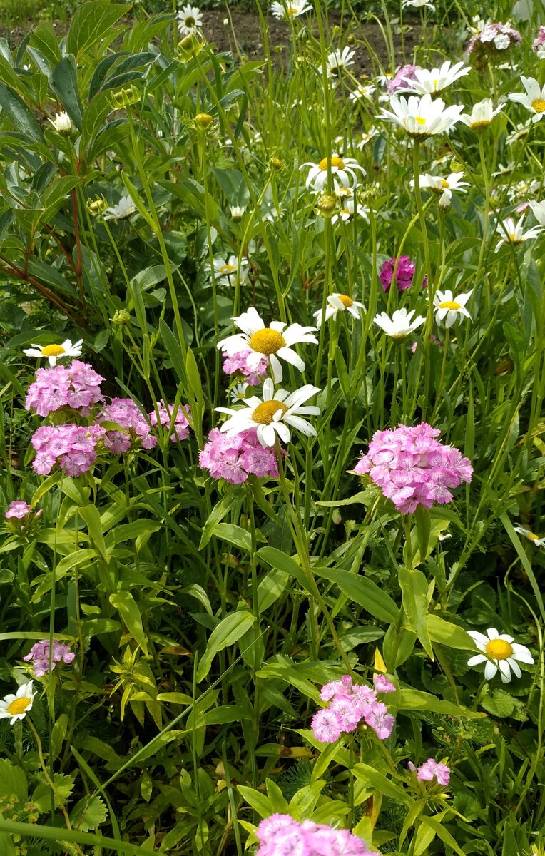 Турецкая гвоздика хорошо уживается рядом с другими многолетниками