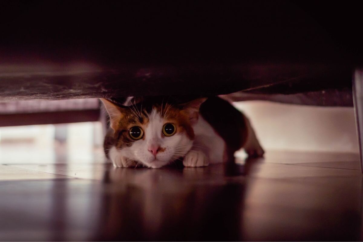 Почему кошка прячется от хозяина?