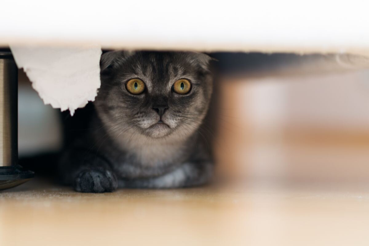 Испуганная кошка прячется от хозяина