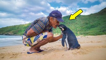 Этот пингвин каждый год проплывает 8000 км, чтобы повидать мужчину, который спас его жизнь