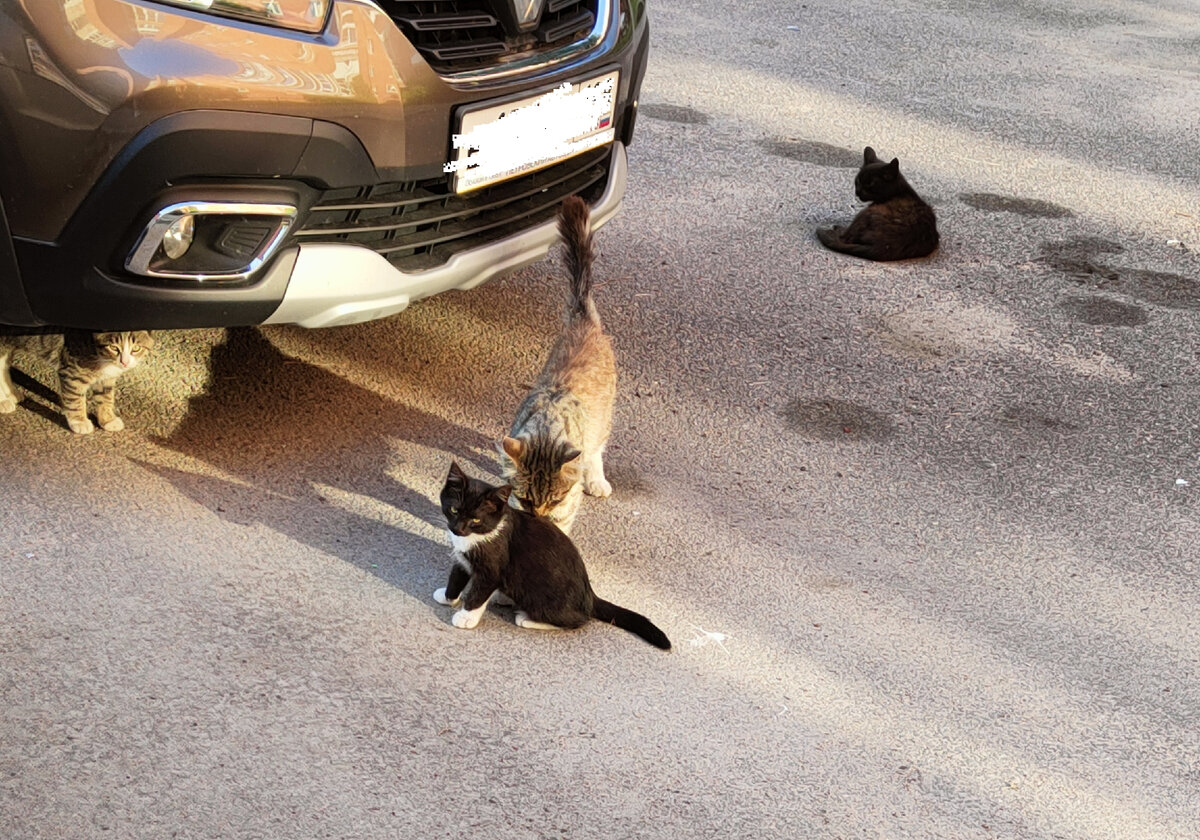 Котенок и кошка поцеловались, я сфотографировала их, а окружающие злобно  смотрели на это. Случай с семьей кошек в Кронштадте | Путеводитель по  Петербургу | Дзен