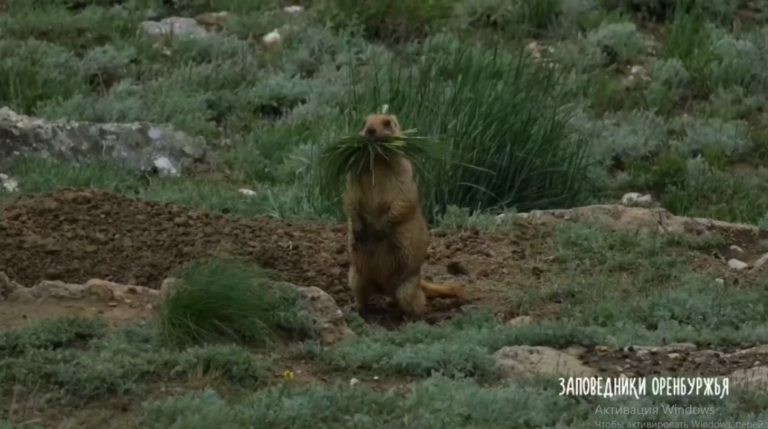    В Оренбургском заповеднике суслики уже начали толстеть к зиме Марина Шарт