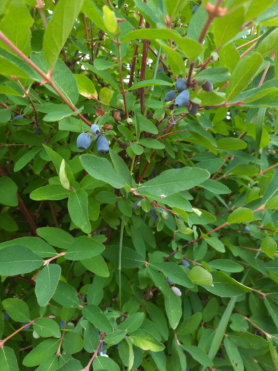 Жимолость съедобная