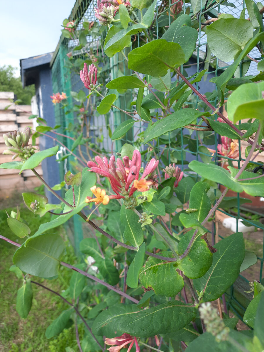 Жимолость декоративная в виде лианы набирает рост и начинает цвести в июне, к концу лета будет настоящий купол с ягодами!