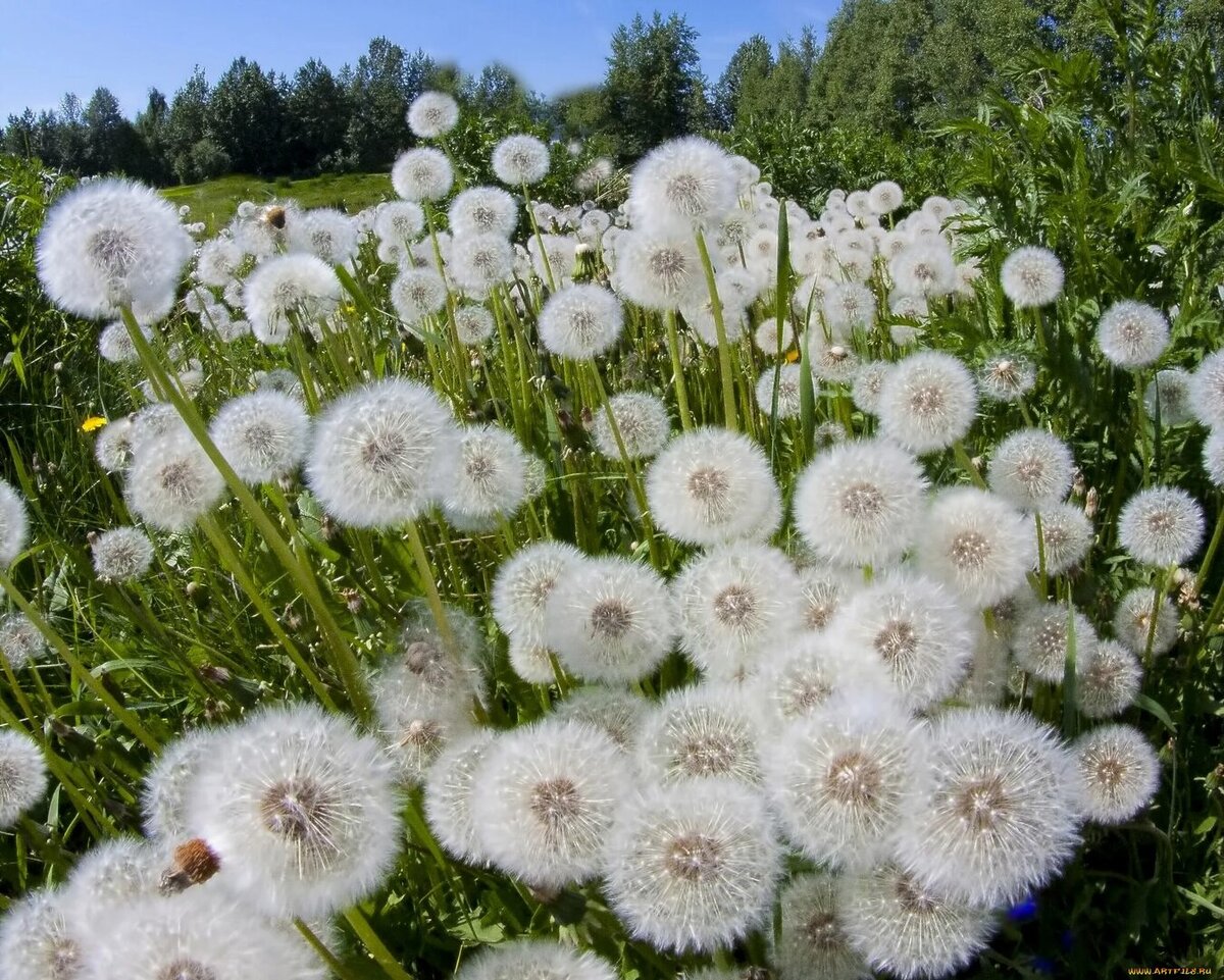 Фото из открытых источников сети Интернет