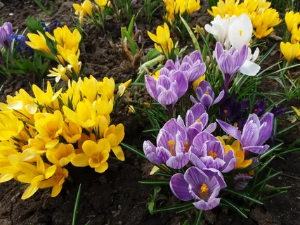 Решил фоточками первоцветов статью разбавить