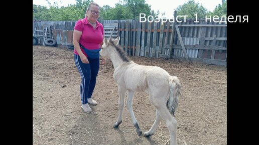 Совсем ручной жеребенок, возраст 1 неделя