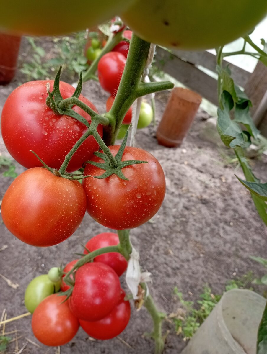 Полив томатов - очень важная составляющая урожая