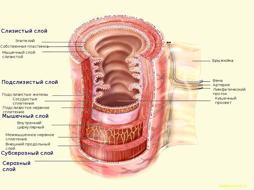 Строение стенок тонкой кишки. Изображение взято из интернета