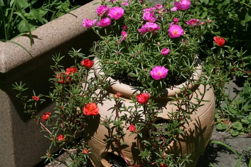 Portulaca Grandiflora kedi tırnağı ipek çiçeği Unique garden decor, Garden decor